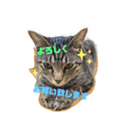 1dog2cats（個別スタンプ：1）