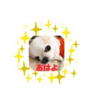 1dog2cats（個別スタンプ：2）