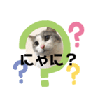 1dog2cats（個別スタンプ：3）