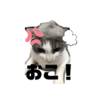 1dog2cats（個別スタンプ：4）