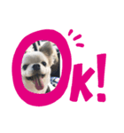 1dog2cats（個別スタンプ：5）