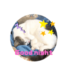 1dog2cats（個別スタンプ：8）