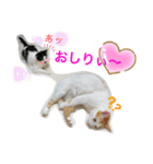 トラチワちゃん☆（個別スタンプ：1）