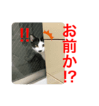 トラチワちゃん☆（個別スタンプ：2）
