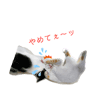トラチワちゃん☆（個別スタンプ：8）