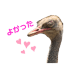愛たっぷりの日常会話〜どうぶつ編〜⑤（個別スタンプ：2）