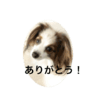 パピヨンだけどファーレンだよ②（個別スタンプ：2）
