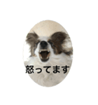 パピヨンだけどファーレンだよ②（個別スタンプ：3）
