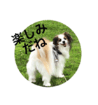 パピヨンだけどファーレンだよ②（個別スタンプ：4）