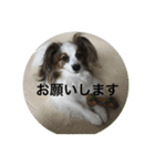 パピヨンだけどファーレンだよ②（個別スタンプ：5）