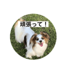 パピヨンだけどファーレンだよ②（個別スタンプ：6）