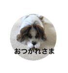 パピヨンだけどファーレンだよ②（個別スタンプ：7）