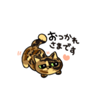 ぶさかわねこ3姉妹（個別スタンプ：1）
