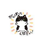 ぶさかわねこ3姉妹（個別スタンプ：8）