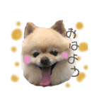 ルーちゃんと仲間たち（個別スタンプ：1）