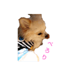 ＊いろいろ＊（個別スタンプ：1）