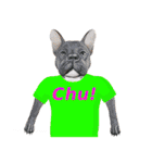 Tシャツ犬（個別スタンプ：34）