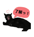 にゃごの日常。その1（個別スタンプ：1）