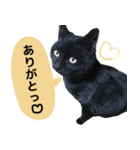 にゃごの日常。その1（個別スタンプ：3）