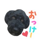 黒プーの豆太くん6（個別スタンプ：6）