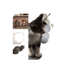 太陽が月が子猫たちに輝く（個別スタンプ：1）