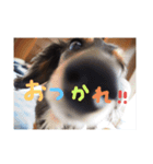 ダックスフンドこなつ（個別スタンプ：1）