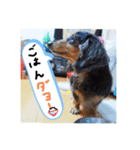 ダックスフンドこなつ（個別スタンプ：3）
