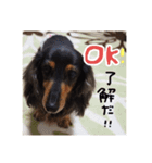 ダックスフンドこなつ（個別スタンプ：4）