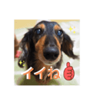 ダックスフンドこなつ（個別スタンプ：5）