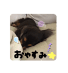 ダックスフンドこなつ（個別スタンプ：6）