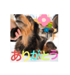 ダックスフンドこなつ（個別スタンプ：7）