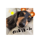 ダックスフンドこなつ（個別スタンプ：8）