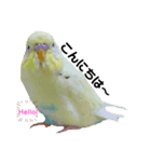 うちのスズ飼いませんか？4（個別スタンプ：4）