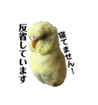うちのスズ飼いませんか？4（個別スタンプ：5）