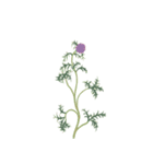 植物たち（個別スタンプ：4）