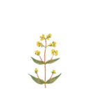 植物たち（個別スタンプ：14）
