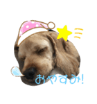 こことるい（個別スタンプ：1）