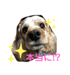 こことるい（個別スタンプ：3）