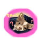 ✨チワワ♡(イザベラタン)♡ぽんずの日常✨（個別スタンプ：2）