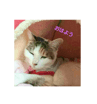 たくさんねこ（個別スタンプ：1）