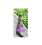 たくさんねこ（個別スタンプ：2）