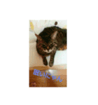 たくさんねこ（個別スタンプ：4）