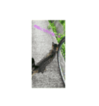 たくさんねこ（個別スタンプ：6）