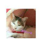 たくさんねこ（個別スタンプ：7）
