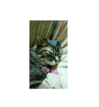 たくさんねこ（個別スタンプ：8）