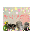 うにとろまろさんま（個別スタンプ：8）