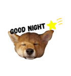 柴犬モナスタンプ（個別スタンプ：1）