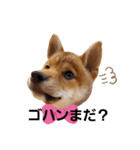 柴犬モナスタンプ（個別スタンプ：2）