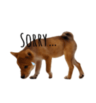 柴犬モナスタンプ（個別スタンプ：3）