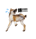 柴犬モナスタンプ（個別スタンプ：4）